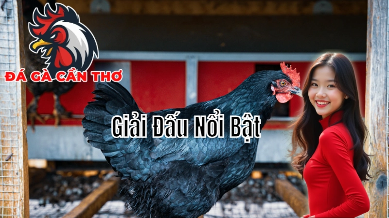 Các Giải Đấu Đá Gà Nổi Bật Tại Cần Thơ