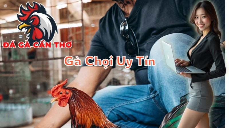 Các Trường Đá Gà Chọi Uy Tín Tại Cần Thơ 2024