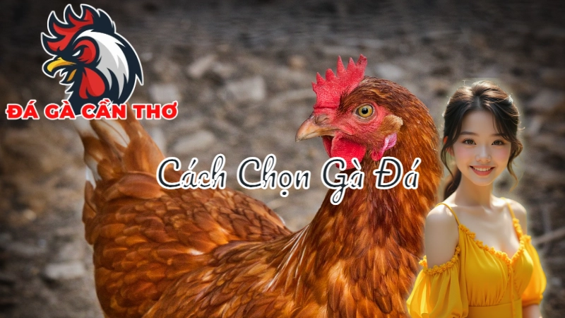 Cách Chọn Gà Đá Cựa Dao Hiệu Quả Tại Cần Thơ 2024