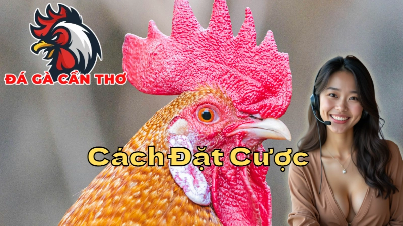 Cách Đặt Cược Khi Xem Trực Tiếp Đá Gà Tại Cần Thơ 2024