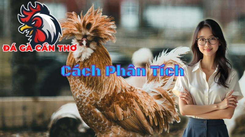 Cách Phân Tích Trận Đấu Khi Xem Trực Tiếp Đá Gà 2024