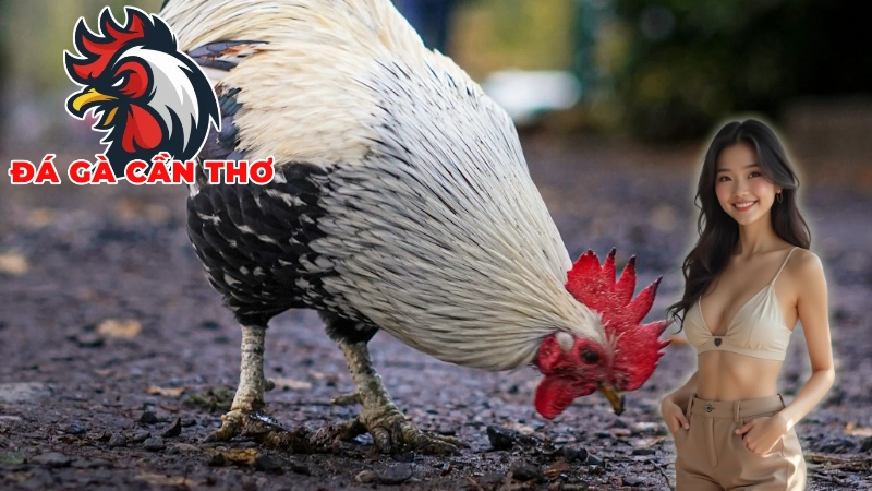 Cách Theo Dõi Trực Tiếp