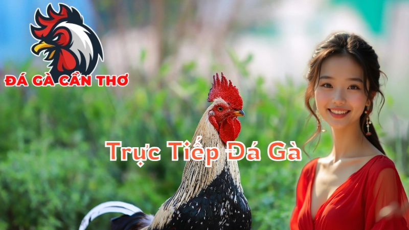 Cách Xem Trực Tiếp Đá Gà Cần Thơ Hiệu Quả Qua Điện Thoại