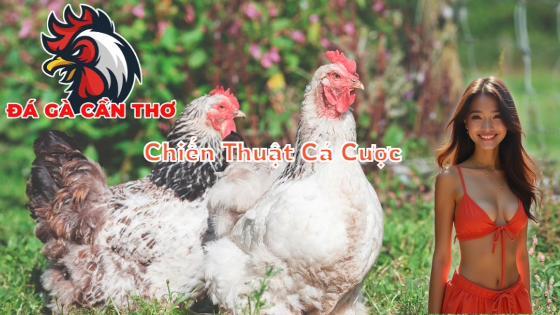 Chiến Thuật Cá Cược Đá Gà Để Thành Công Tại Cần Thơ