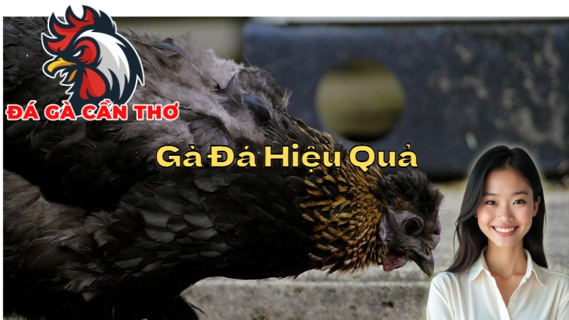 Chiến Thuật Cá Cược Gà Đá Hiệu Quả Cho Người Mới