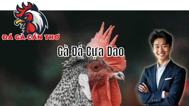 Gà Đá Cựa Dao Cần Thơ - Vũ Khí Quyết Định Chiến Thắng 2024