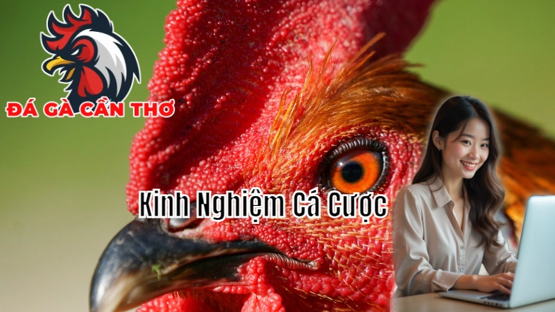 Kinh Nghiệm Cá Cược Đá Gà Từ Các Cao Thủ Cần Thơ 2024