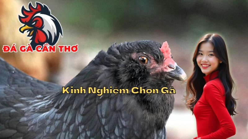 Kinh Nghiệm Chọn Gà Đá Cựa Dao Từ Những Cao Thủ Tại Cần Thơ