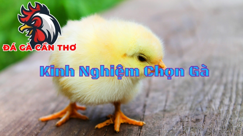 Kinh Nghiệm Chọn Gà Để Đặt Cược Trong Trận Đấu Trực Tiếp Tại Cần Thơ