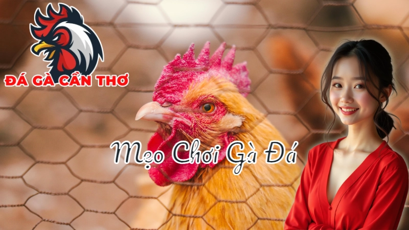 Mẹo Chơi Gà Đá Cựa Dao Để Thắng Lớn Tại Cần Thơ 2024