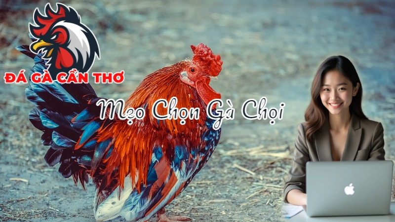 Mẹo Chọn Gà Chọi Tại Cần Thơ Theo Kinh Nghiệm Cao Thủ 2024