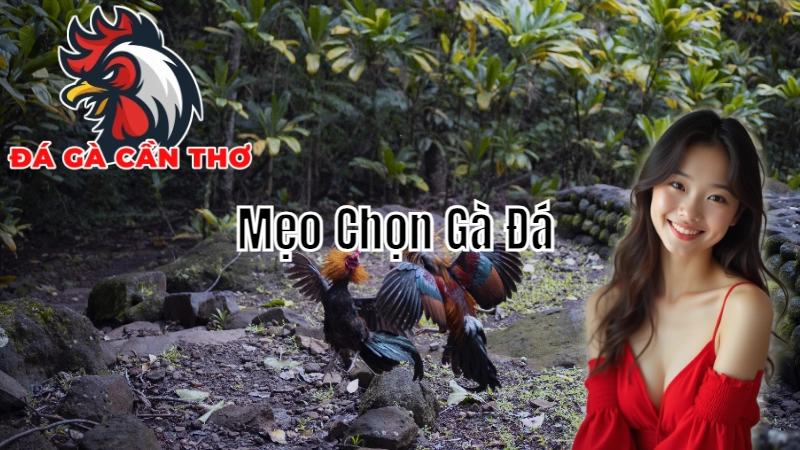 Mẹo Chọn Gà Đá Cần Thơ Chuẩn Xác