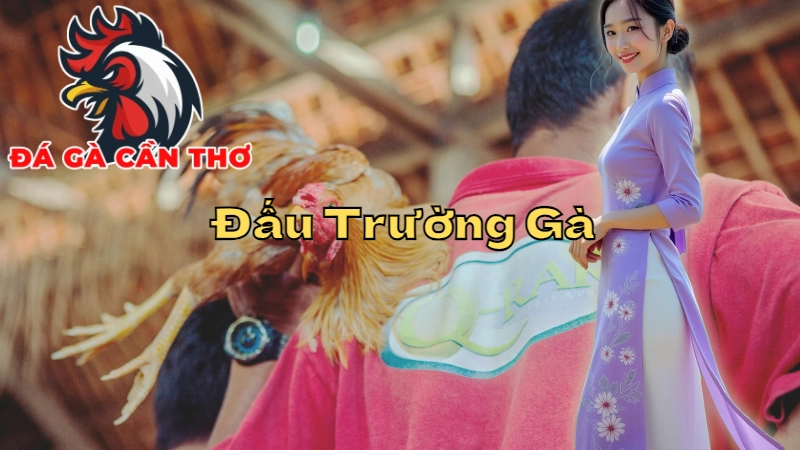 Những Đấu Trường Gà Uy Tín Nhất Tại Cần Thơ