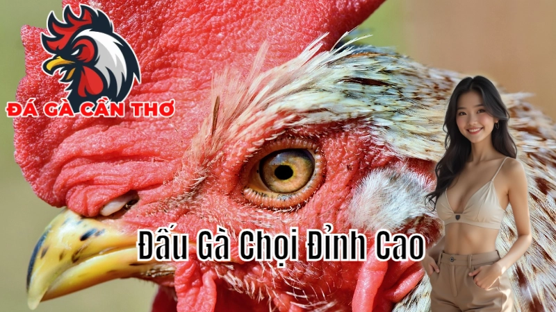 Những Giải Đấu Gà Chọi Đỉnh Cao Tại Cần Thơ 2024