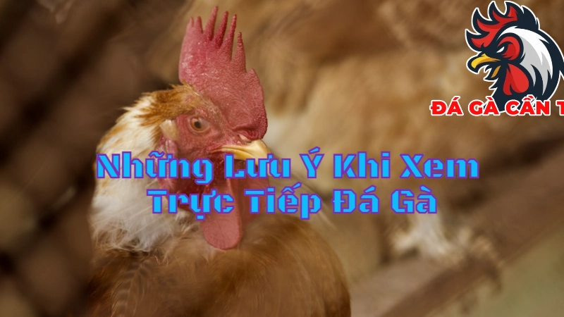 Những Lưu Ý Khi Xem Trực Tiếp Đá Gà Cho Người Mới Tại Cần Thơ