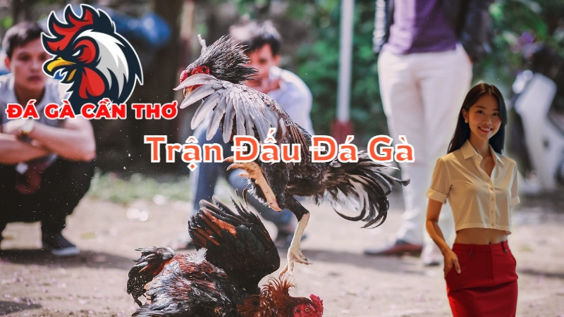 Những Trận Đấu Đá Gà Gay Cấn Không Thể Bỏ Lỡ Tại Cần Thơ