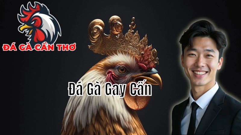 Những Trận Đấu Đá Gà Gay Cấn Trực Tiếp Tại Cần Thơ 2024