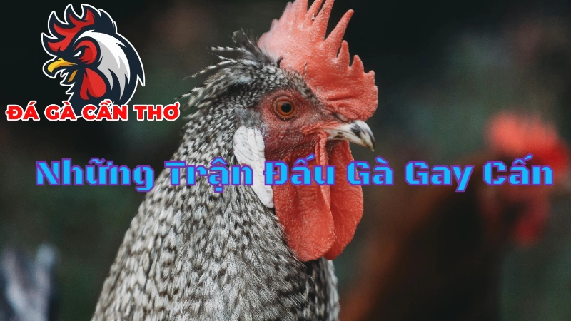 Những Trận Đấu Gà Gay Cấn Không Thể Bỏ Lỡ Tại Cần Thơ 2024