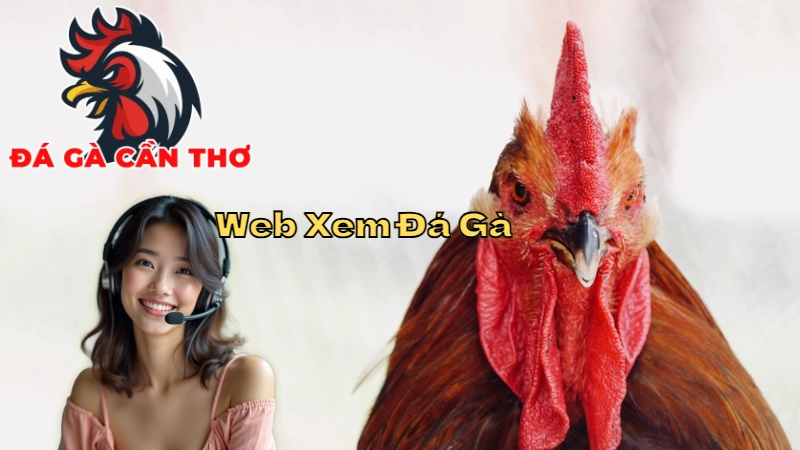 Những Trang Web Xem Đá Gà Trực Tiếp Tại Cần Thơ Uy Tín 2024