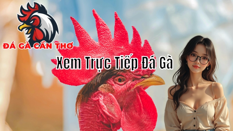 So Sánh Các Nền Tảng Xem Trực Tiếp Đá Gà Cần Thơ 2024