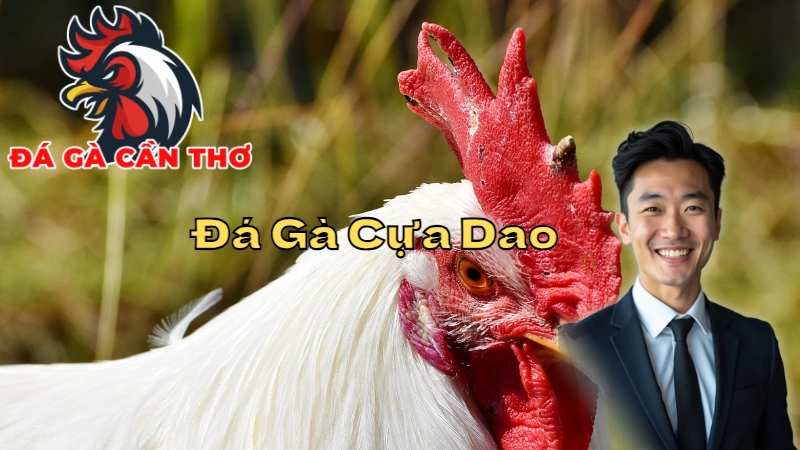 So Sánh Đá Gà Cựa Dao Với Đá Gà Cựa Sắt Tại Cần Thơ 2024