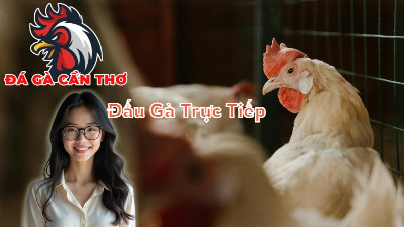 Trận Đấu Gà Trực Tiếp Đỉnh Cao Tại Cần Thơ