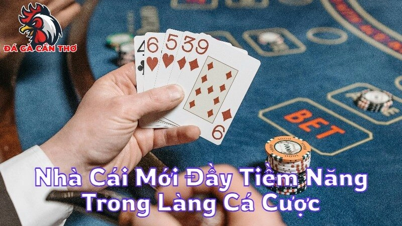 Nhà Cái Mới Đầy Tiềm Năng Trong Làng Cá Cược